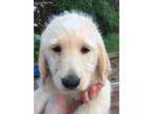 Labradoodle Puppy for sale in Savoy, TX, USA
