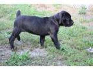 Cane Corso Puppy for sale in Richmond, VA, USA