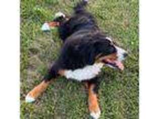 Bernese Mountain Dog Puppy for sale in Jefferson City, MO, USA