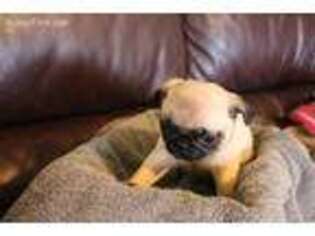 Pug Puppy for sale in Penn Yan, NY, USA