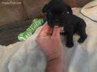 French Bulldog Puppy for sale in Searcy, AR, USA