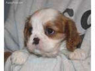 Cavalier King Charles Spaniel Puppy for sale in Iona, MN, USA
