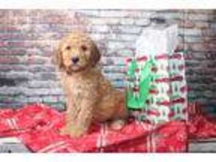 Goldendoodle Puppy for sale in Sioux Falls, SD, USA