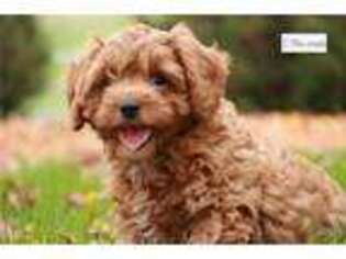 Cavapoo Puppy for sale in South Bend, IN, USA
