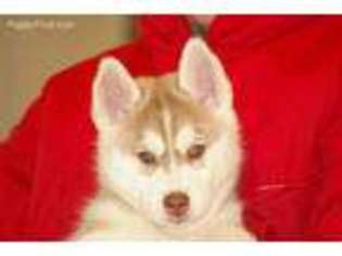 Siberian Husky Puppy for sale in Molalla, OR, USA