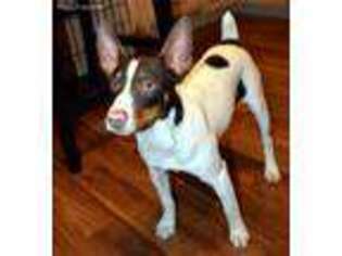 Rat Terrier Puppy for sale in Greenback, TN, USA