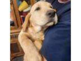 Labrador Retriever Puppy for sale in Bayfield, WI, USA