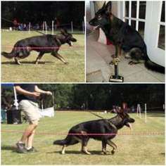 German Shepherd Dog Puppy for sale in Charleston, SC, USA