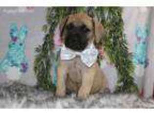 Mastiff Puppy for sale in Goshen, IN, USA
