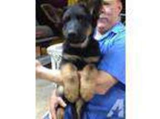 German Shepherd Dog Puppy for sale in HOMESTEAD, FL, USA
