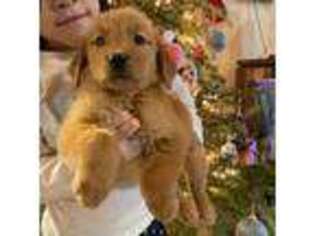 Golden Retriever Puppy for sale in Deerfield Beach, FL, USA