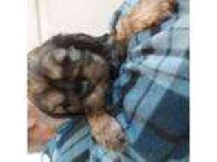 Cocker Spaniel Puppy for sale in Trezevant, TN, USA