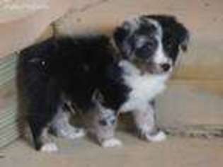 Miniature Australian Shepherd Puppy for sale in Jamestown, TN, USA