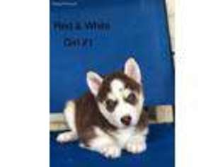 Siberian Husky Puppy for sale in Burleson, TX, USA