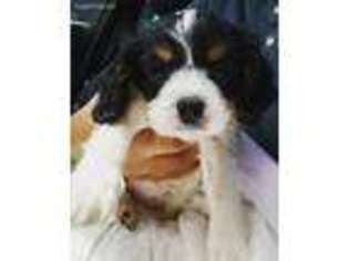 Cavalier King Charles Spaniel Puppy for sale in Melbourne, FL, USA