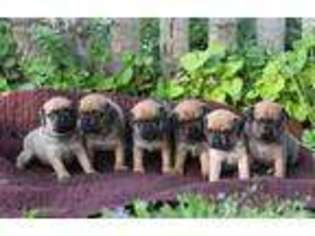 Puggle Puppy for sale in North Haledon, NJ, USA