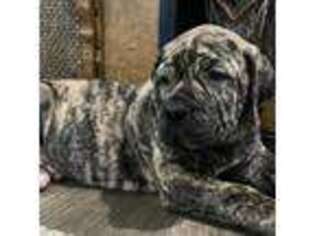 Boerboel Puppy for sale in Newkirk, OK, USA