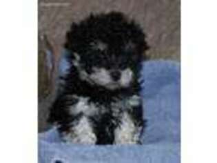Havanese Puppy for sale in Sanborn, ND, USA