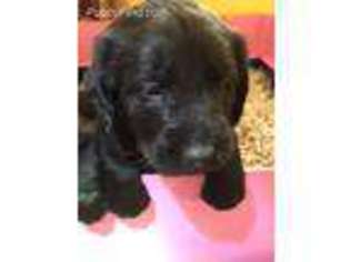 Labradoodle Puppy for sale in Arvada, CO, USA