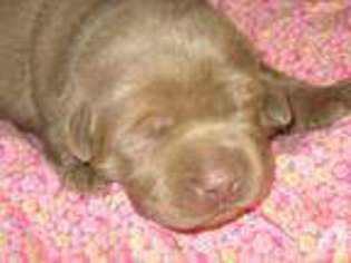 Labrador Retriever Puppy for sale in ARCADE, NY, USA