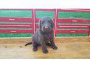 Labradoodle Puppy for sale in Gordonville, PA, USA