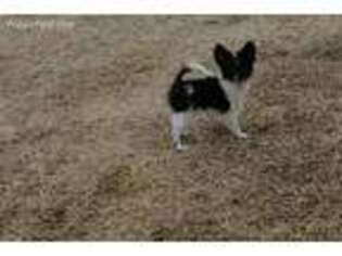 Papillon Puppy for sale in Bloomfield, IA, USA