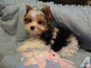 Yorkshire Terrier Puppy for sale in SCANDIA, MN, USA