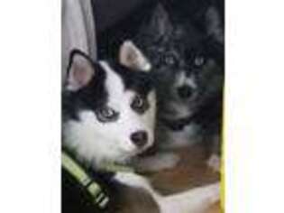 Siberian Husky Puppy for sale in Murphy, NC, USA