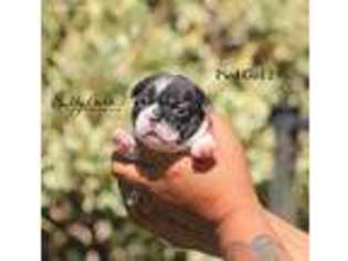 French Bulldog Puppy for sale in Alderson, OK, USA