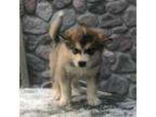 Alaskan Malamute Puppy for sale in Harvard, IL, USA