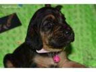 Bloodhound Puppy for sale in Pikeville, KY, USA