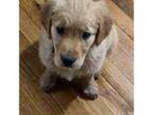 Golden Retriever Puppy for sale in Little Falls, NJ, USA