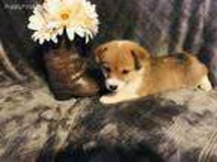 Pembroke Welsh Corgi Puppy for sale in Bolivar, MO, USA
