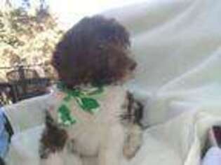Labradoodle Puppy for sale in Norco, CA, USA