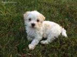 Havanese Puppy for sale in Cumberland, MD, USA