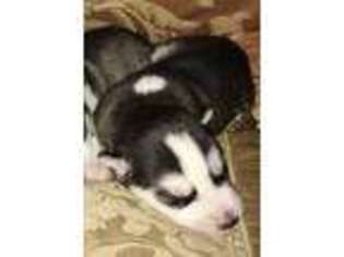 Siberian Husky Puppy for sale in Keene, NH, USA
