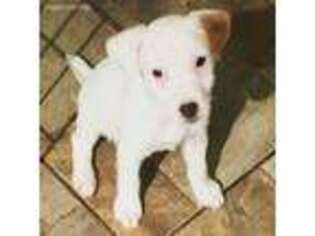 Jack Russell Terrier Puppy for sale in Wills Point, TX, USA