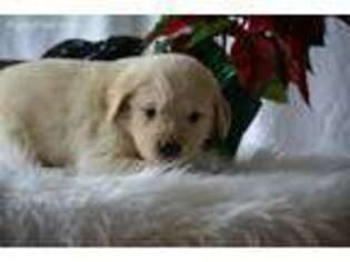 Golden Retriever Puppy for sale in Jetersville, VA, USA