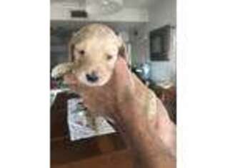Goldendoodle Puppy for sale in Avondale, AZ, USA