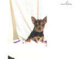 Chorkie Puppy for sale in Hartford, CT, USA