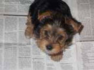 Yorkshire Terrier Puppy for sale in Wheatfield, IN, USA