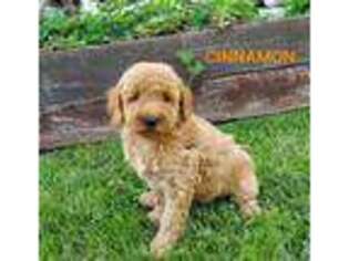 Goldendoodle Puppy for sale in Shenandoah, PA, USA