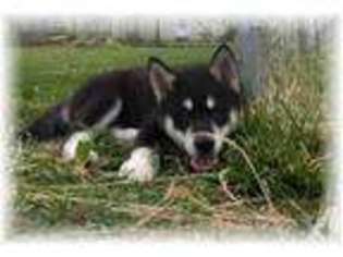 Alaskan Malamute Puppy for sale in BERLIN HEIGHTS, OH, USA