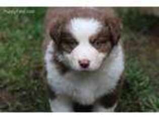 Miniature Australian Shepherd Puppy for sale in Plains, MT, USA