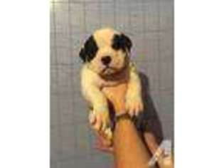 Bulldog Puppy for sale in RUFFS DALE, PA, USA