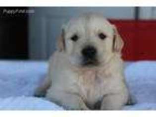 Golden Retriever Puppy for sale in Keene, TX, USA