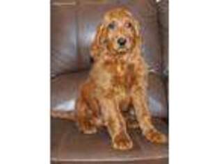Irish Setter Puppy for sale in Clay Springs, AZ, USA