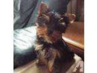Yorkshire Terrier Puppy for sale in HOLT, MI, USA