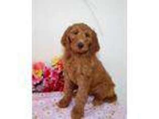 Goldendoodle Puppy for sale in Indianapolis, IN, USA