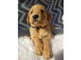 Golden Retriever Puppy for sale in Ithaca, NY, USA